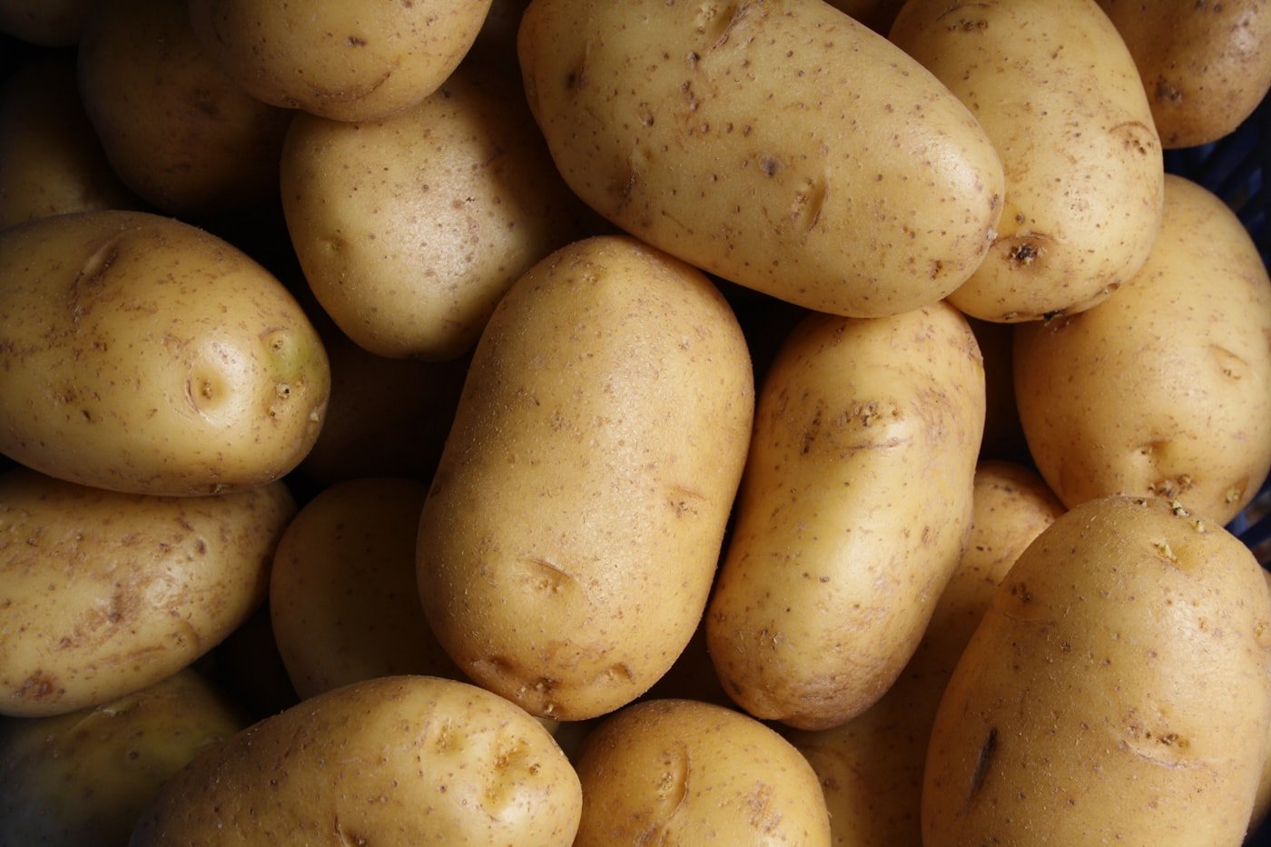 POTATO